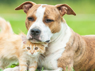Pet Foster Homes
