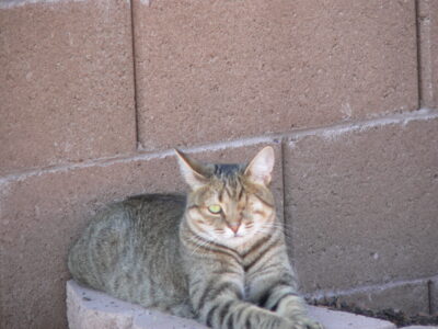 Cat lounging on brick wall outdoors.