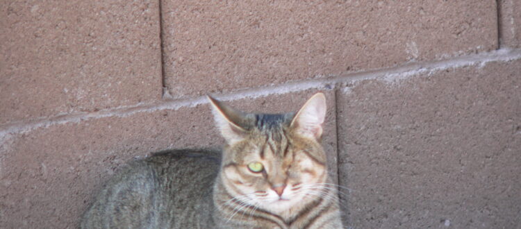 Cat lounging on brick wall outdoors.