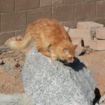 Orange cat perched on large gray rock.