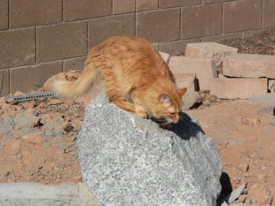 Orange cat perched on large gray rock.