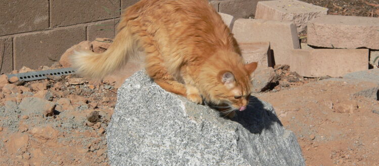 Orange cat perched on large gray rock.