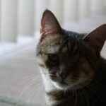 Cat with one eye in soft lighting.