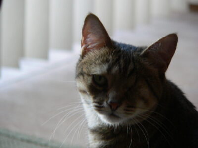Cat with one eye in soft lighting.