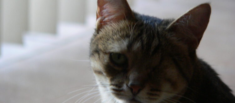 Cat with one eye in soft lighting.