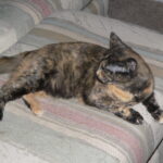 Tortoiseshell cat lying on striped couch.