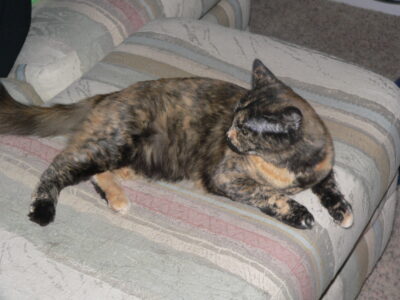 Tortoiseshell cat lying on striped couch.