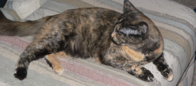 Tortoiseshell cat lying on striped couch.