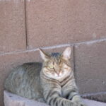 Cat lounging against a brick wall.